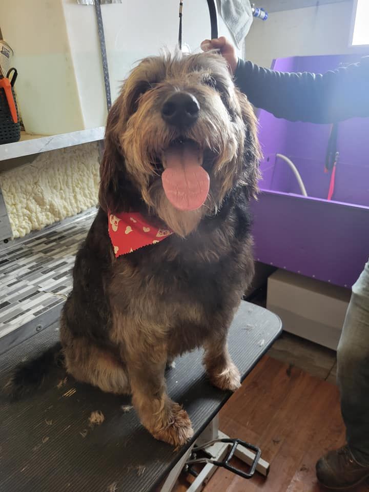 Happy brown dog with tongue out wearing red bandana, being petted in a grooming area.