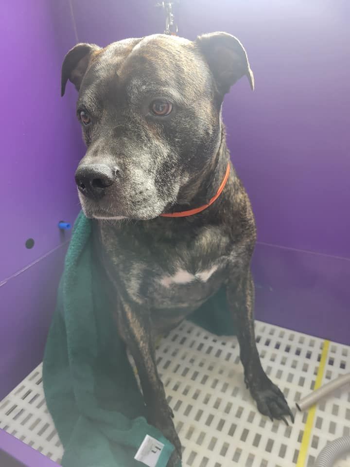 Brindle dog in a purple-walled grooming station, wearing an orange collar, wrapped in a green towel.