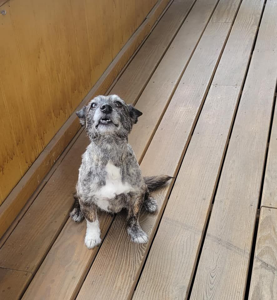 Dog with brindle and white fur, sitting on wooden deck, looking up with mouth slightly open.