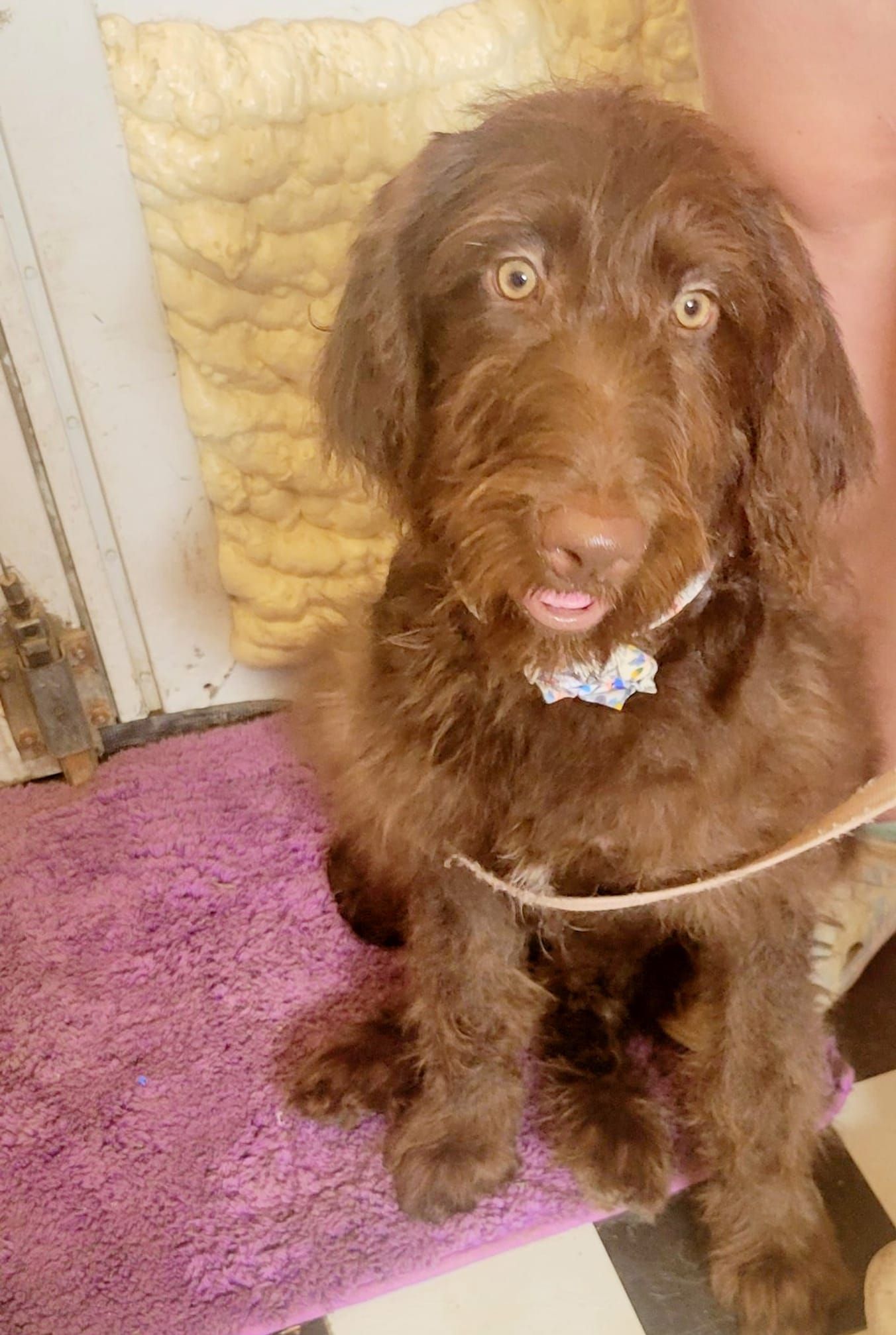 Brown, fluffy dog with wide eyes and tongue out, sitting on a purple mat.