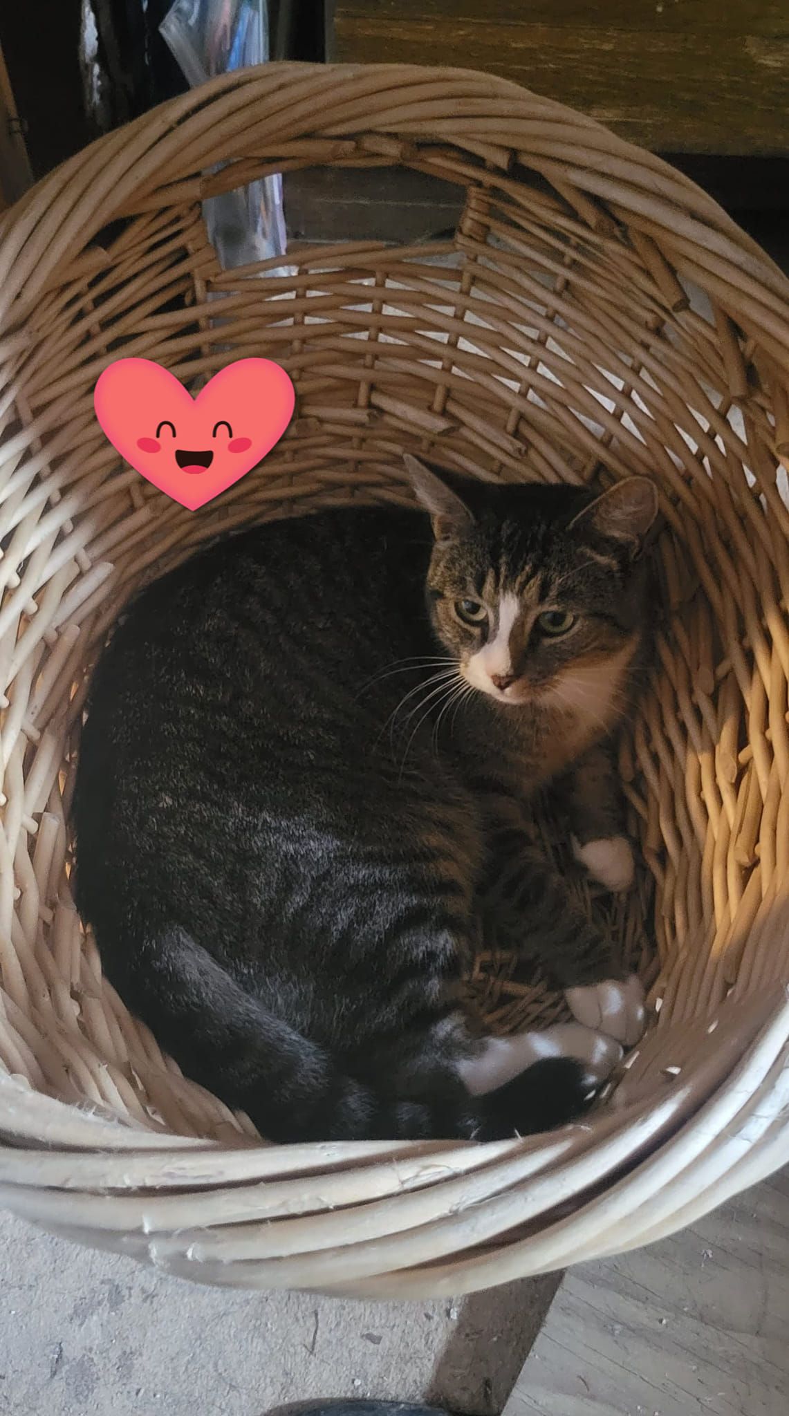 Cat curled up in a wicker basket, brown and white fur, with a heart emoji above.