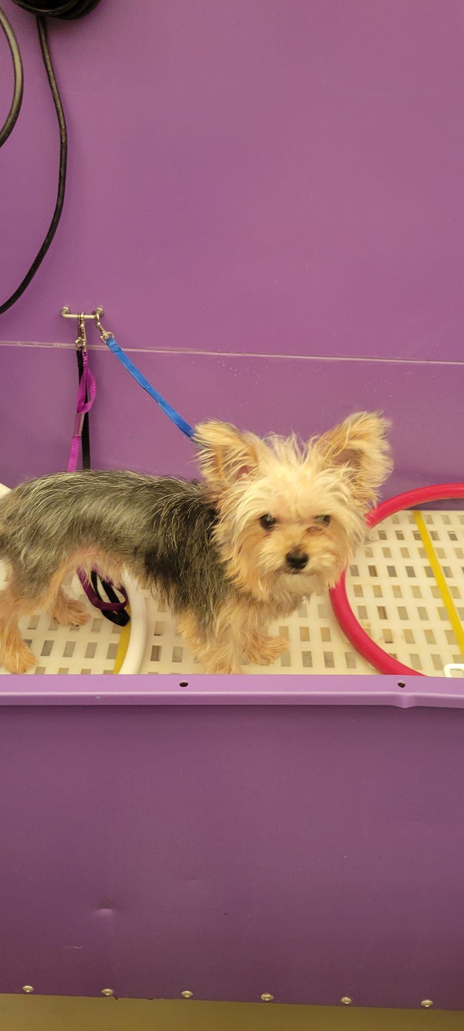 A small Yorkshire Terrier is in a purple tub. The dog has its ears up and is looking at the camera.