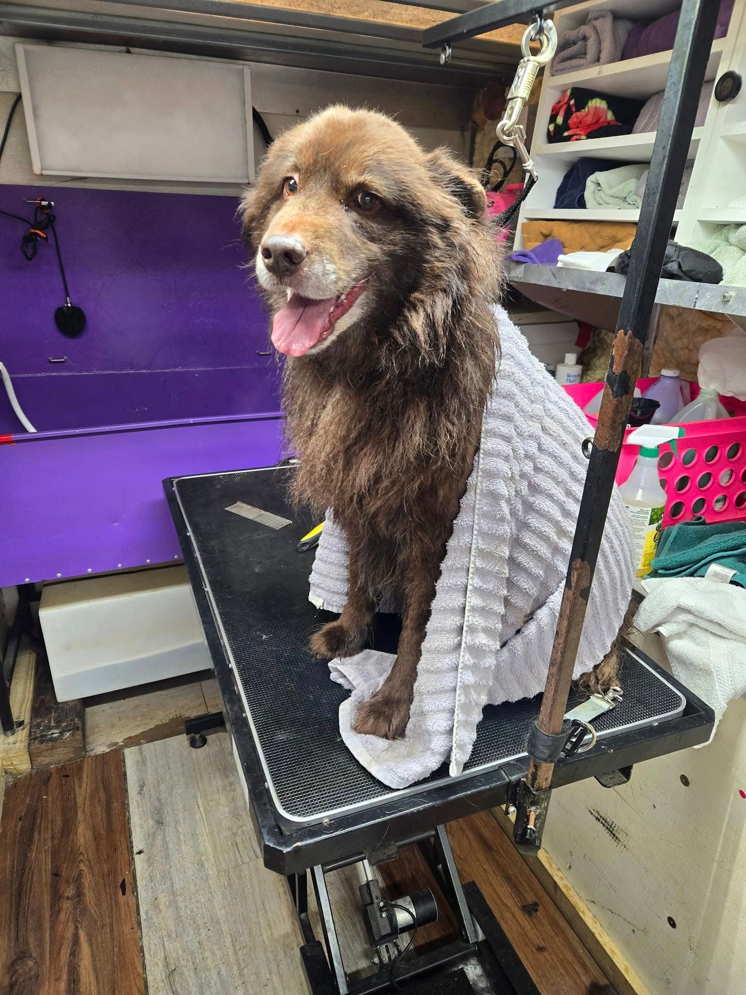 Brown dog, wrapped in a white towel, sits on a grooming table, tongue out. Setting is a pet grooming area.