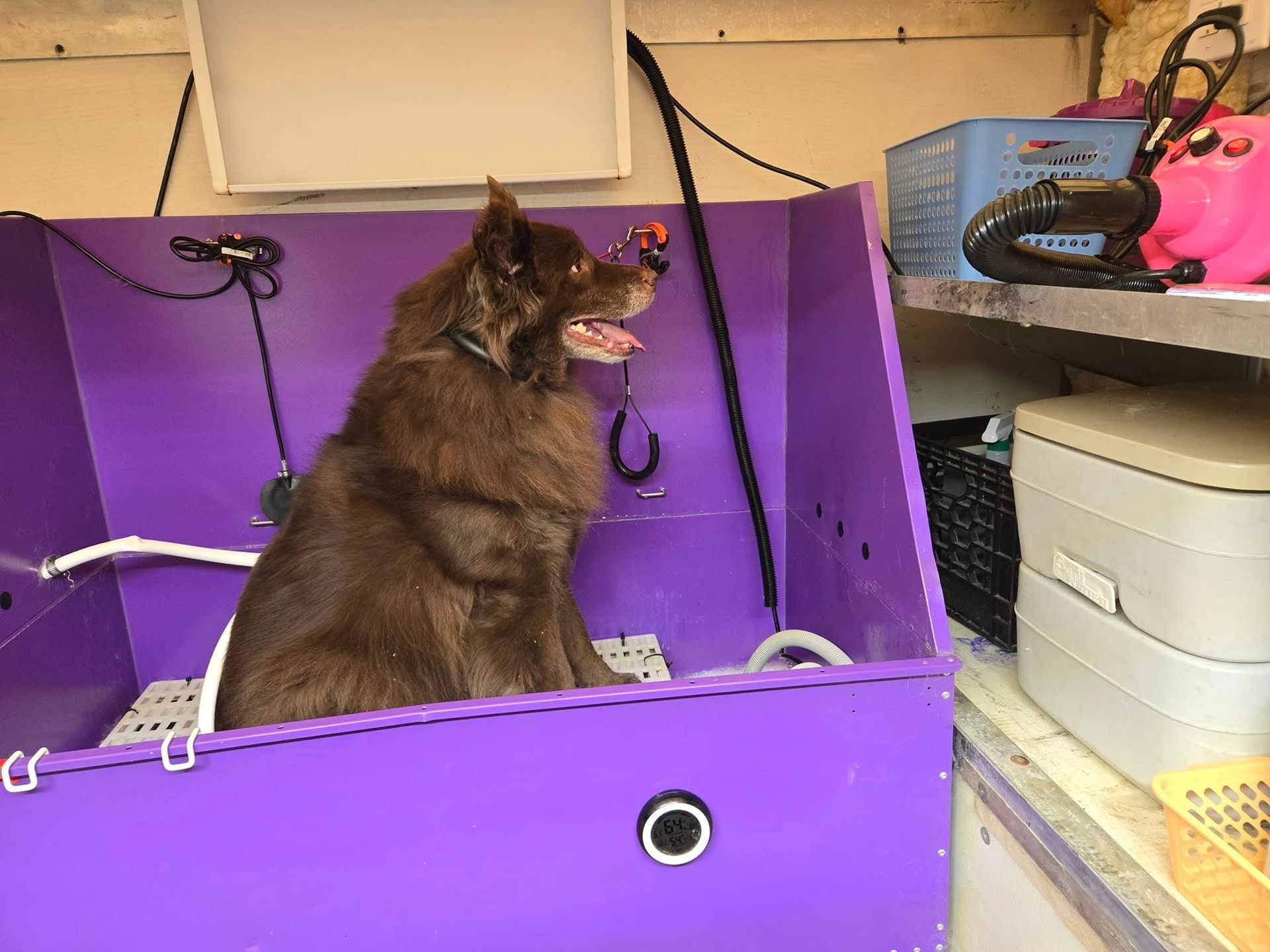 Brown dog in a purple grooming tub, looking up with tongue out. Inside a pet grooming area.