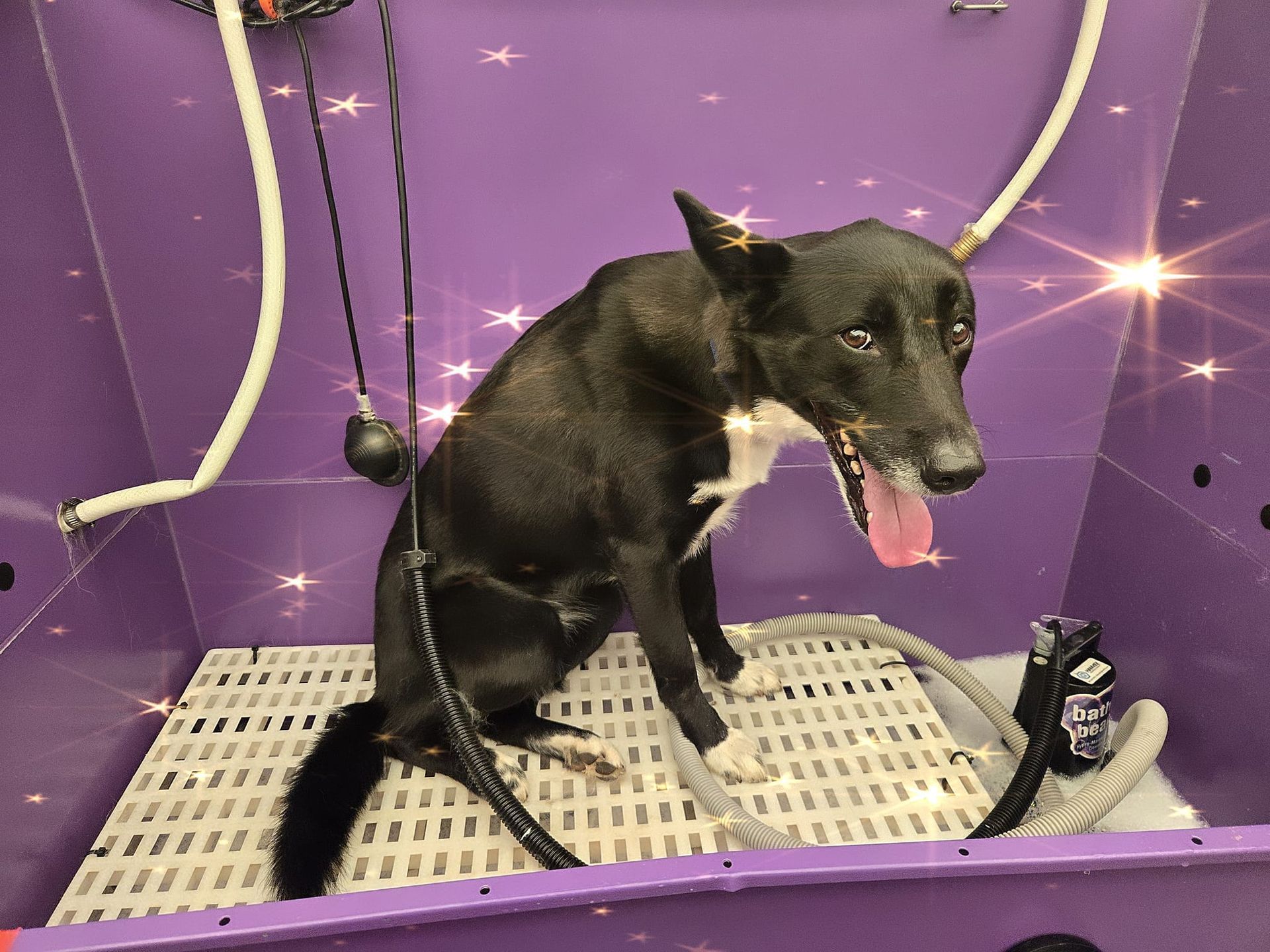 Dog in a purple tub, panting with tongue out. Black fur, white chest and paws.