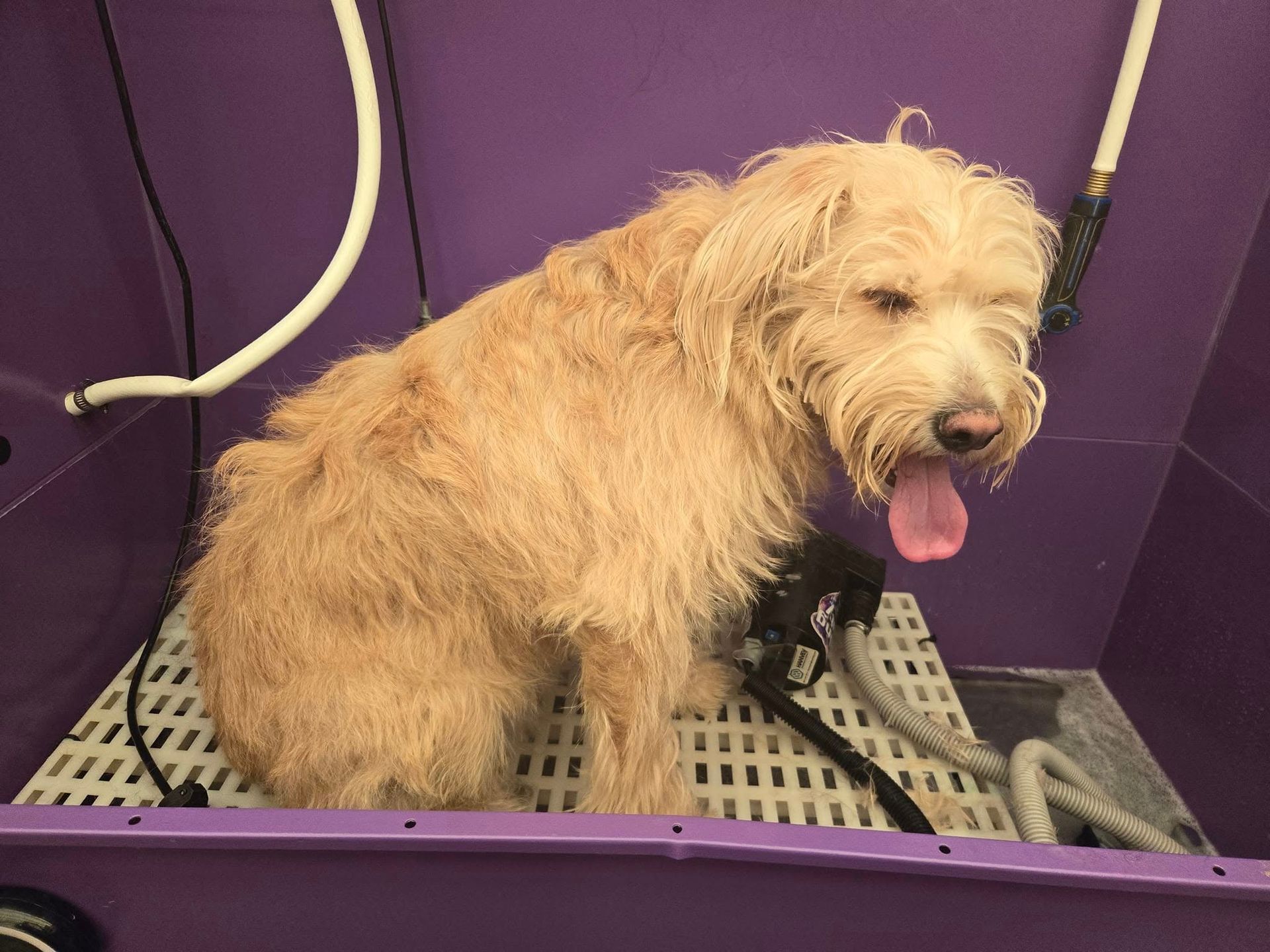 Tan, scruffy dog in a purple bathing tub, panting.