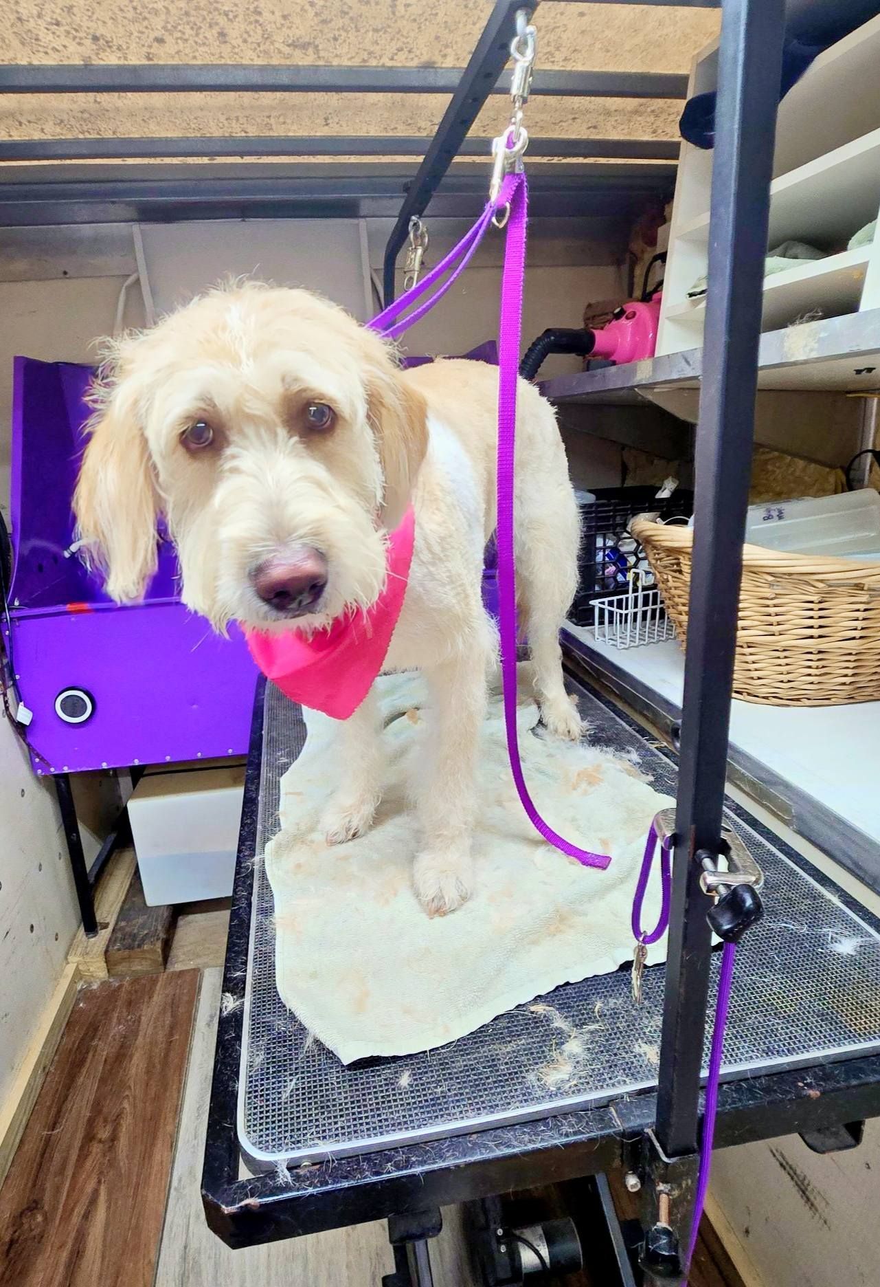 A tan dog with a pink bandana stands on a grooming table. It is attached to a grooming arm and appears to be in a grooming van.