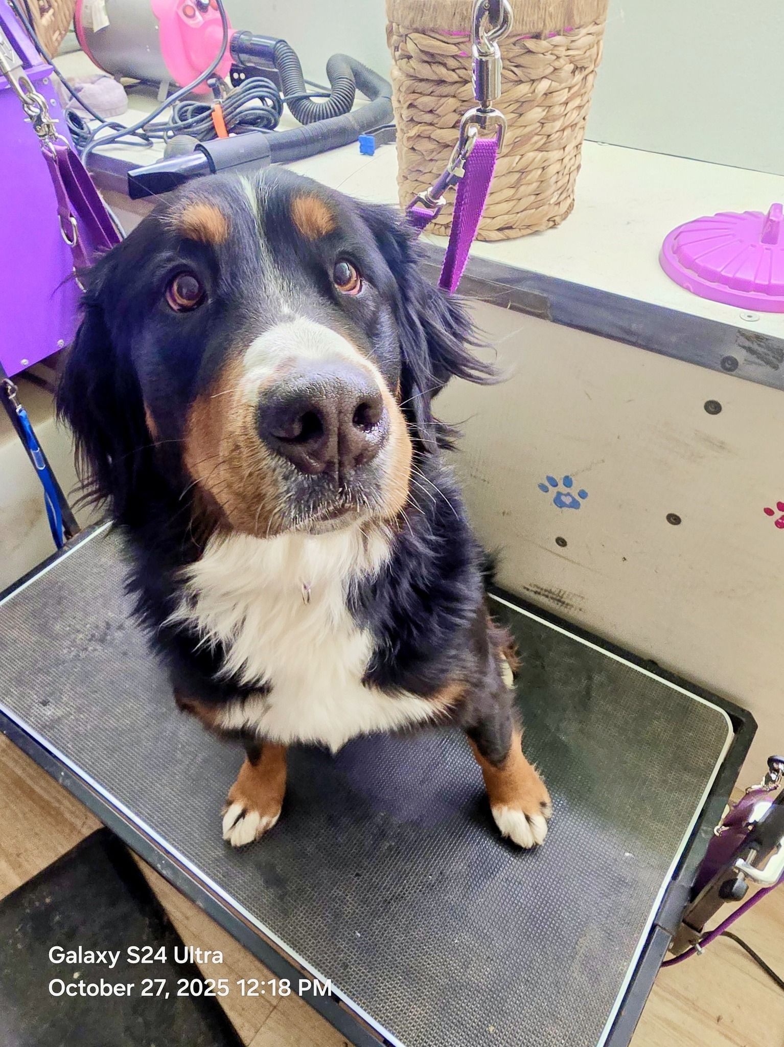 Bernese Mountain Dog sits on a grooming table, looking up. Black, white, and brown fur.