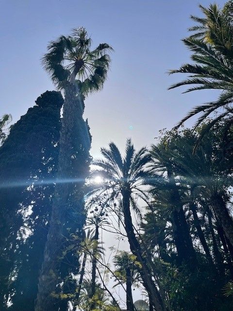 Hoge palmbomen reiken naar een heldere, zonnige hemel.