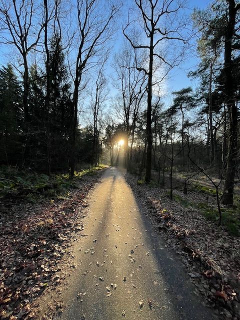 Een grindpad door een bos bij zonsopgang, zonlicht dat door de bomen schijnt.
