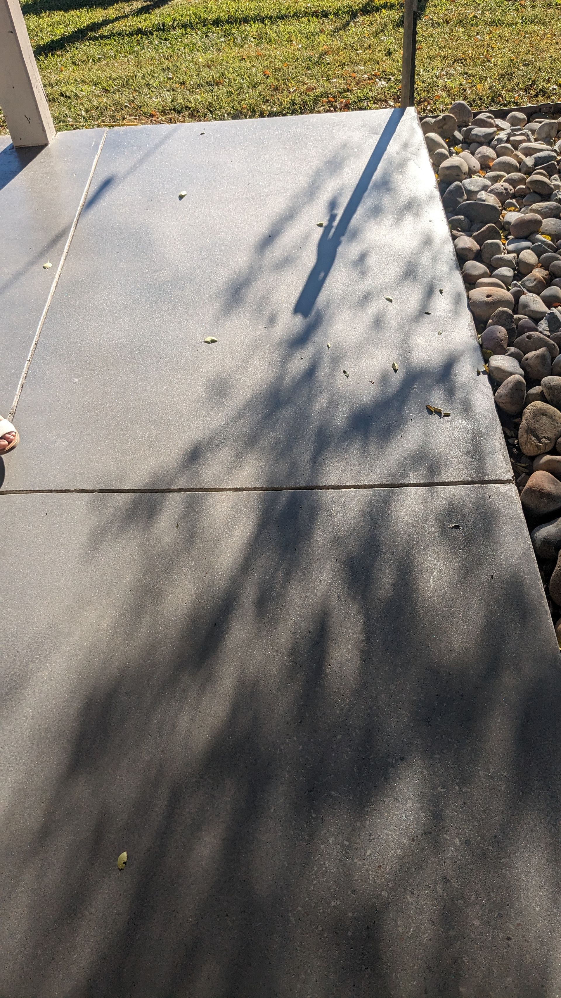 a shadow of a tree is cast on a concrete sidewalk .