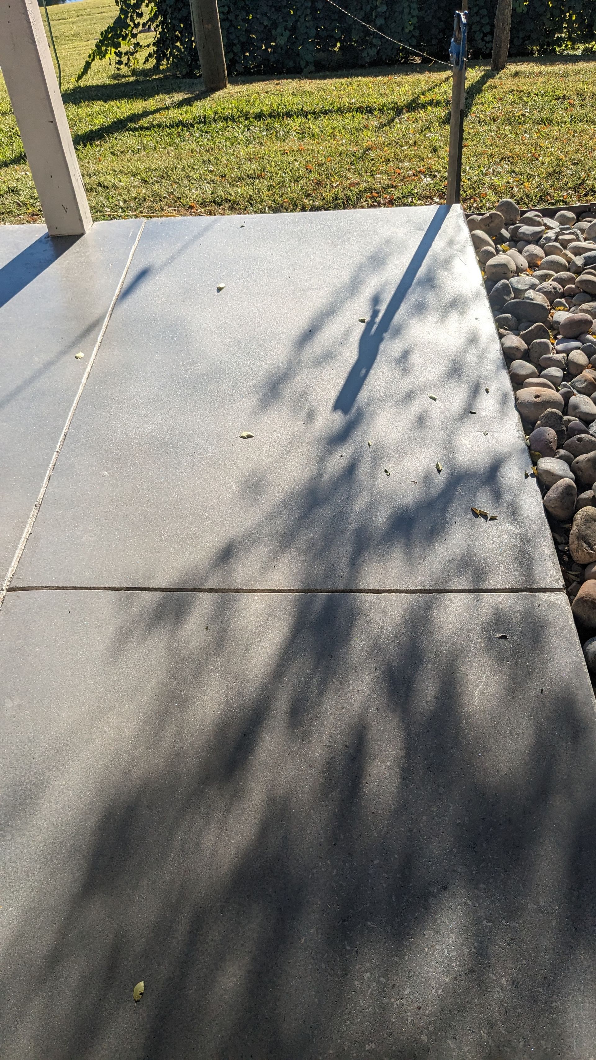 a shadow of a tree is cast on a concrete surface .