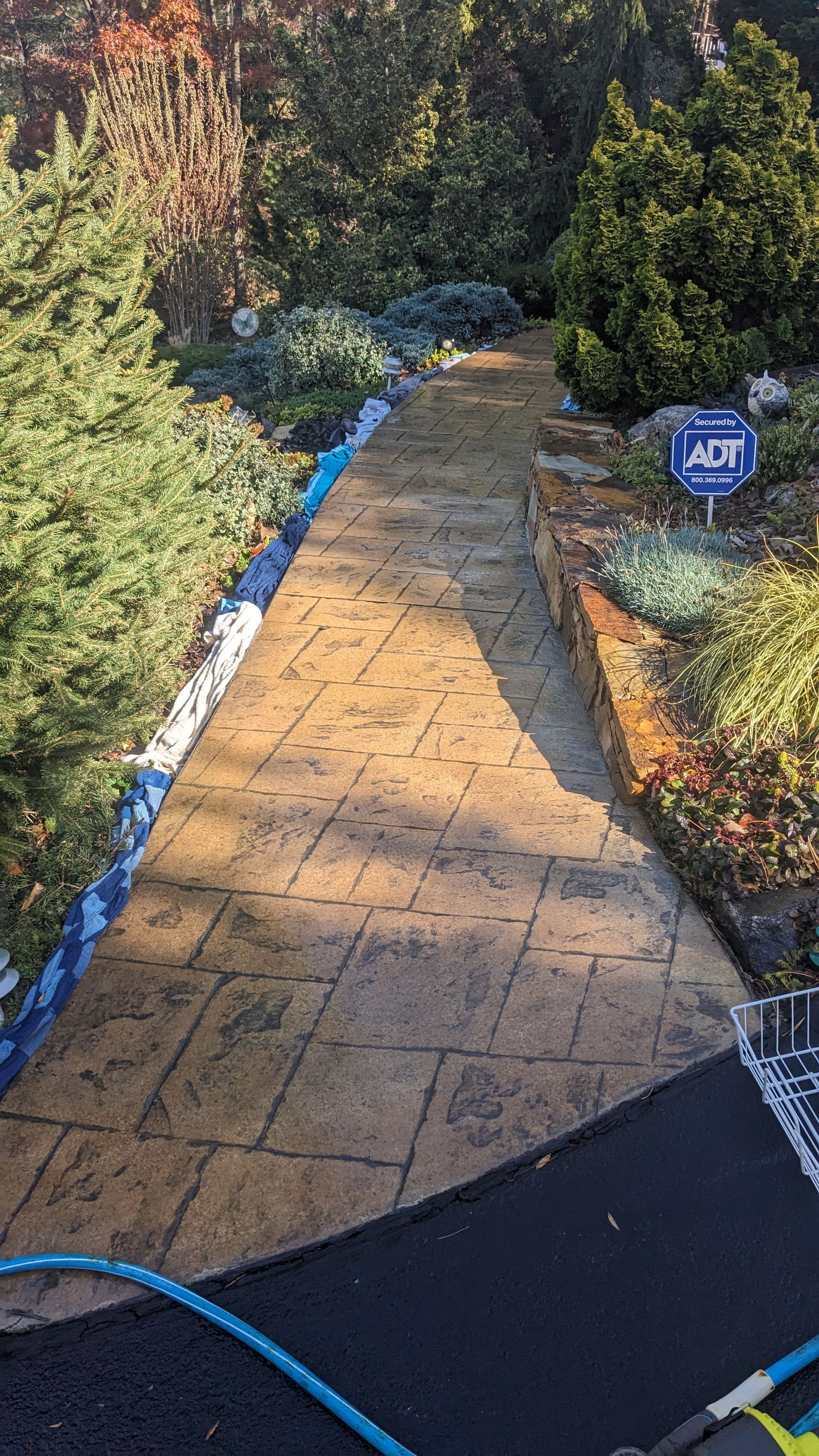 A concrete walkway is being cleaned with a hose in a garden.