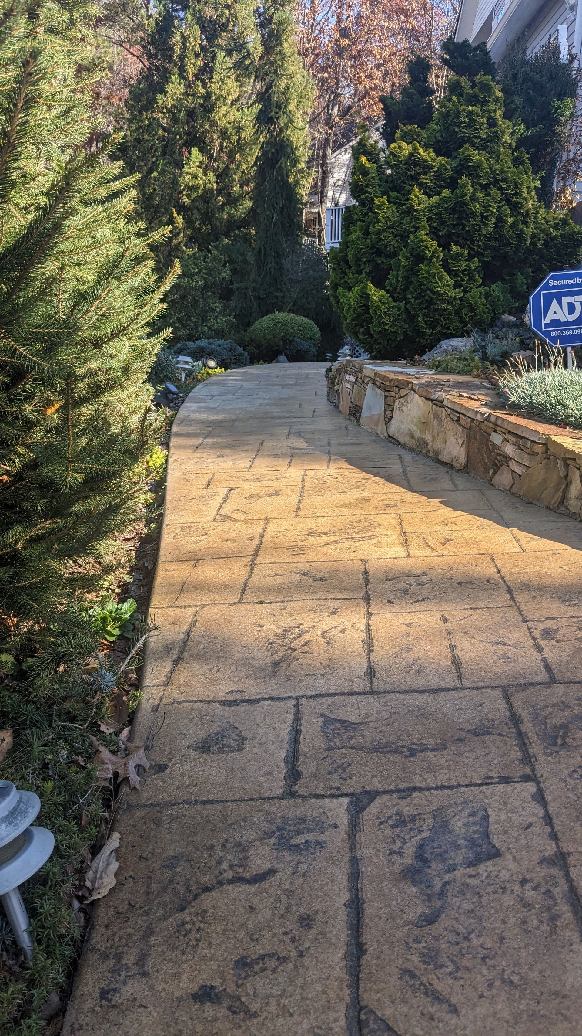 A dog is walking down a sidewalk surrounded by trees.