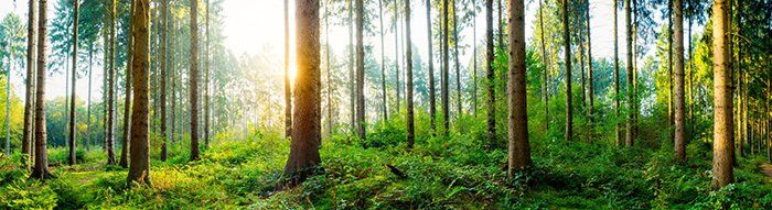 Sunlight streaming through woods at dusk.