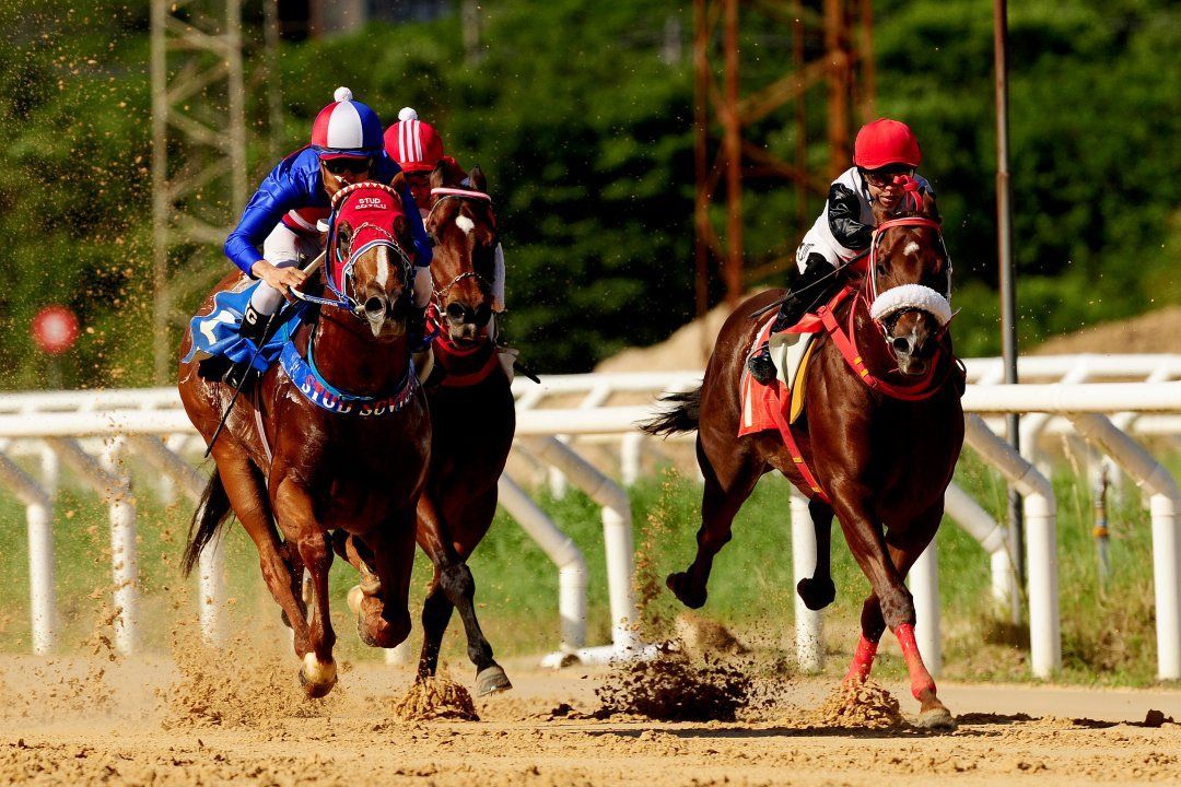 Um grupo de cavalos está correndo em uma pista de terra.
