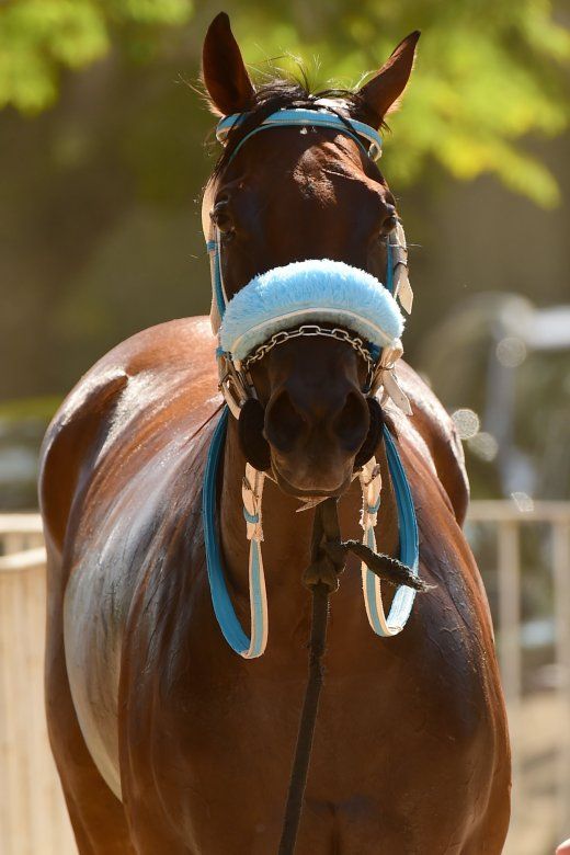 Um close de um cavalo marrom usando uma rédea azul