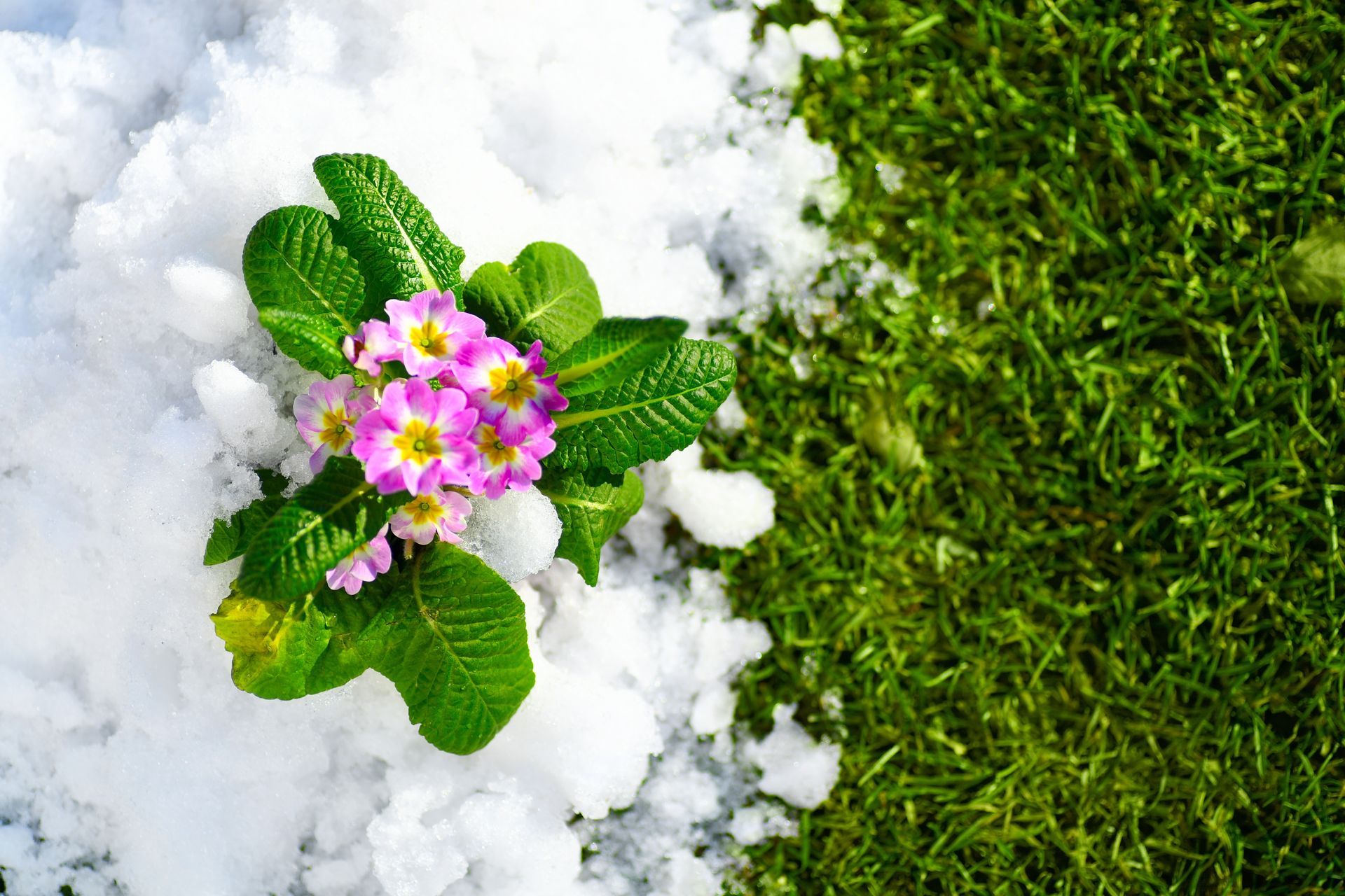 Pink and yellow primroses blooming in snow and grass.