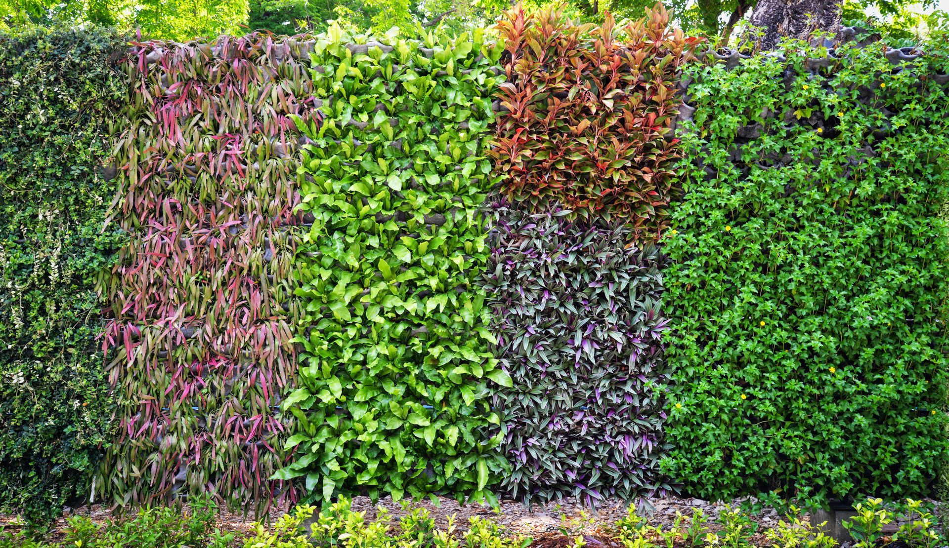 There are many different types of plants growing on the wall.