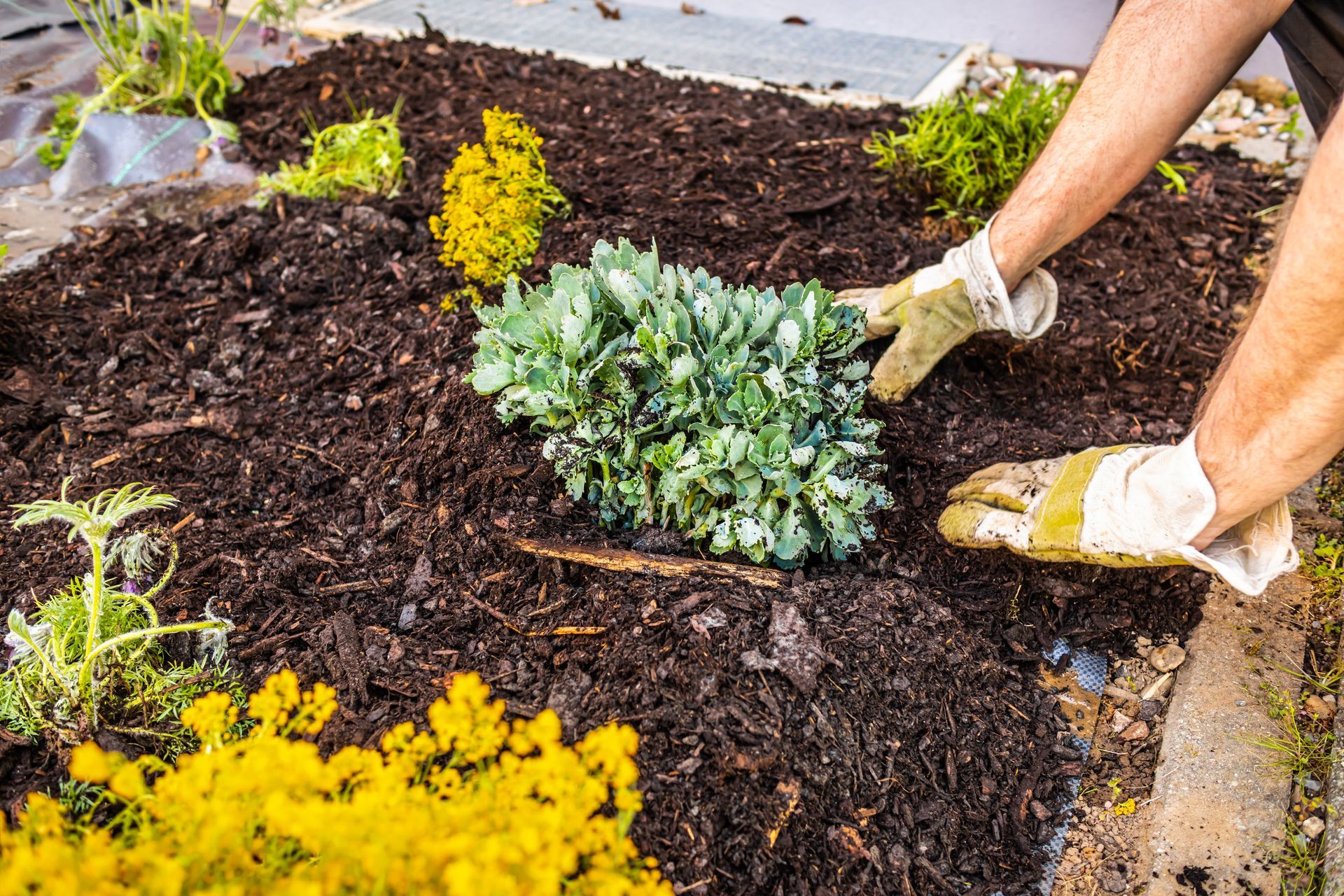 Gardener planting a small green shrub in a flower bed with yellow blooms