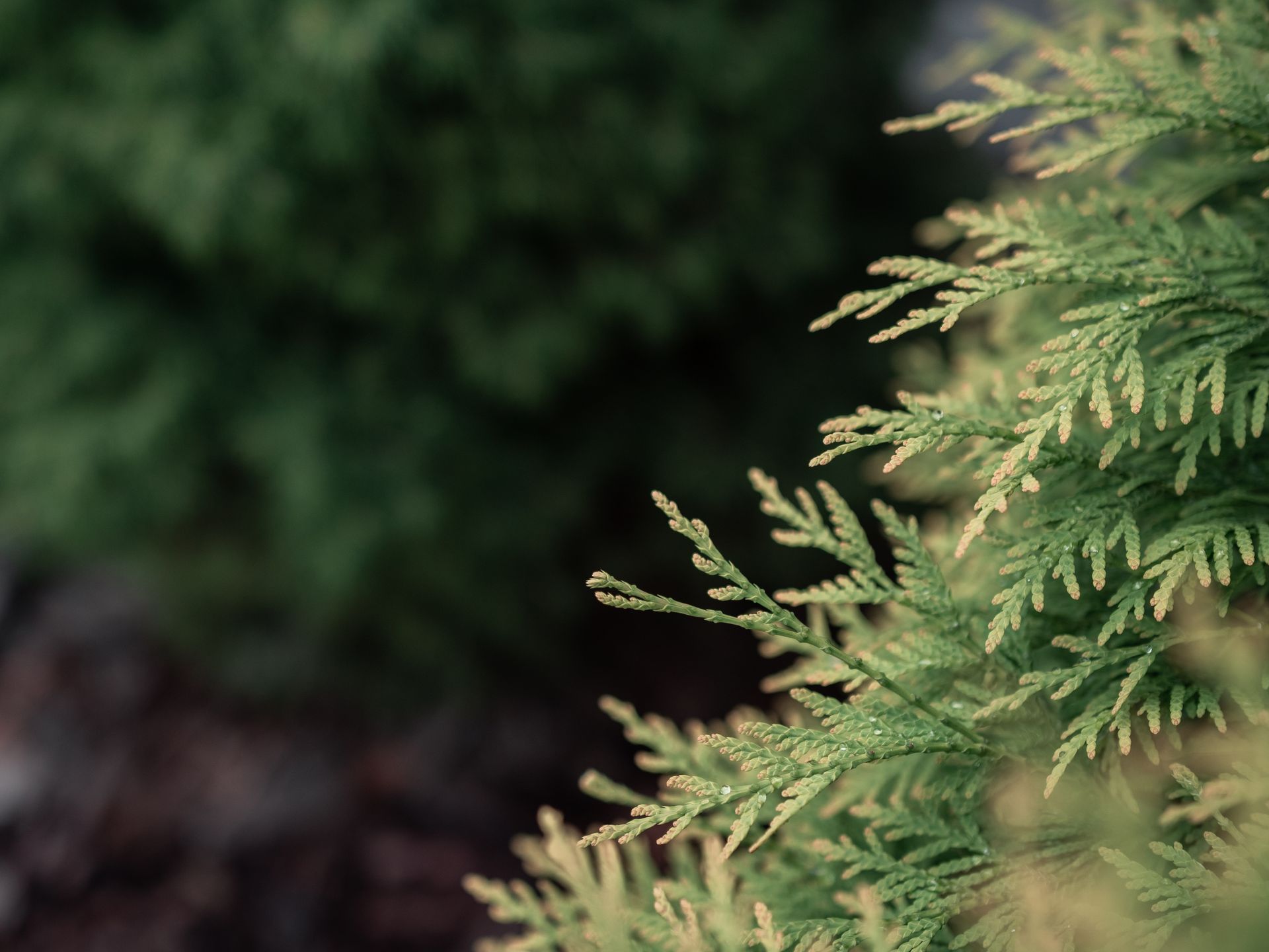 A close up of a pine tree branch with a blurry background.