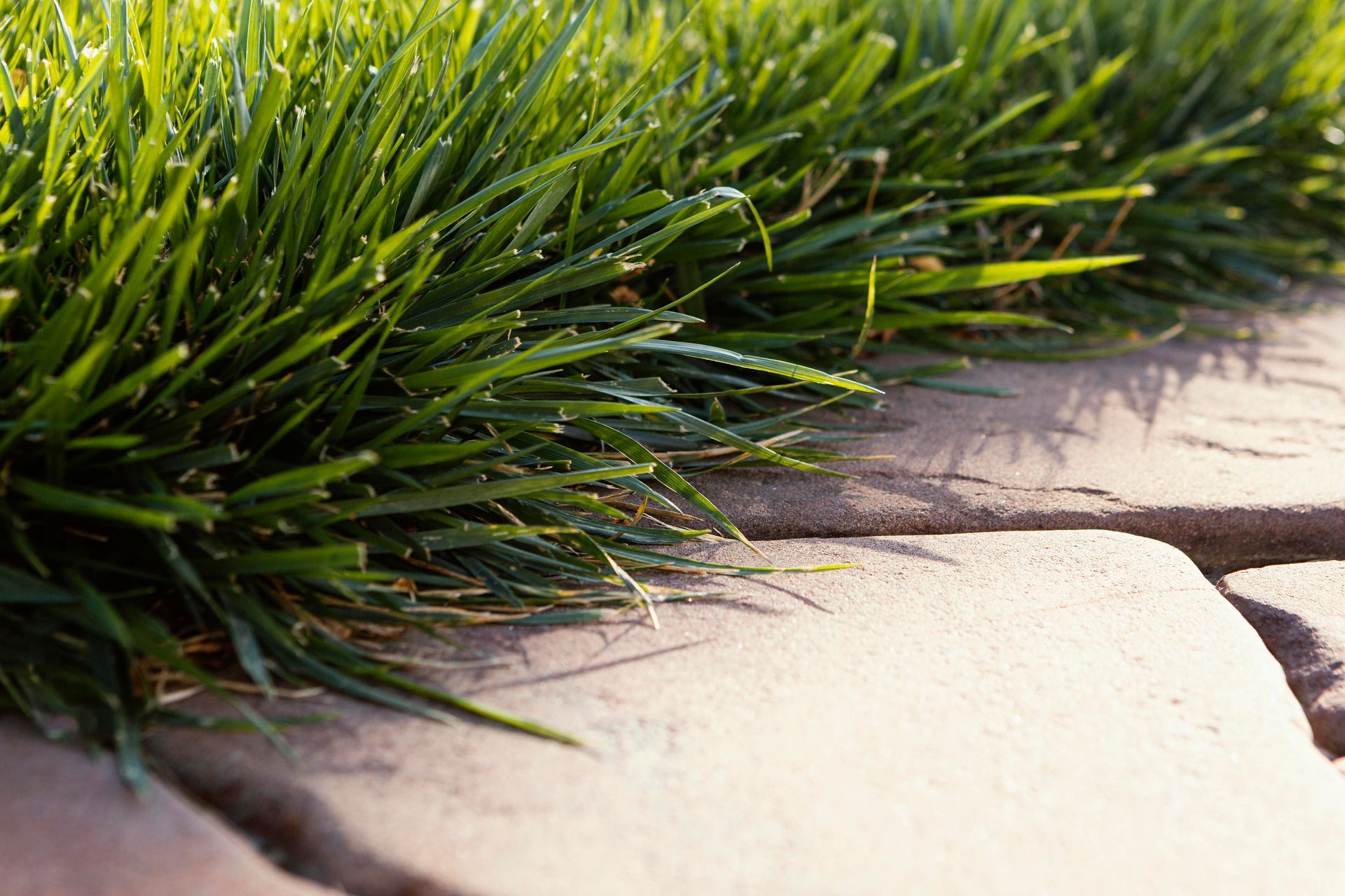 A close up of a patch of grass growing on a sidewalk.