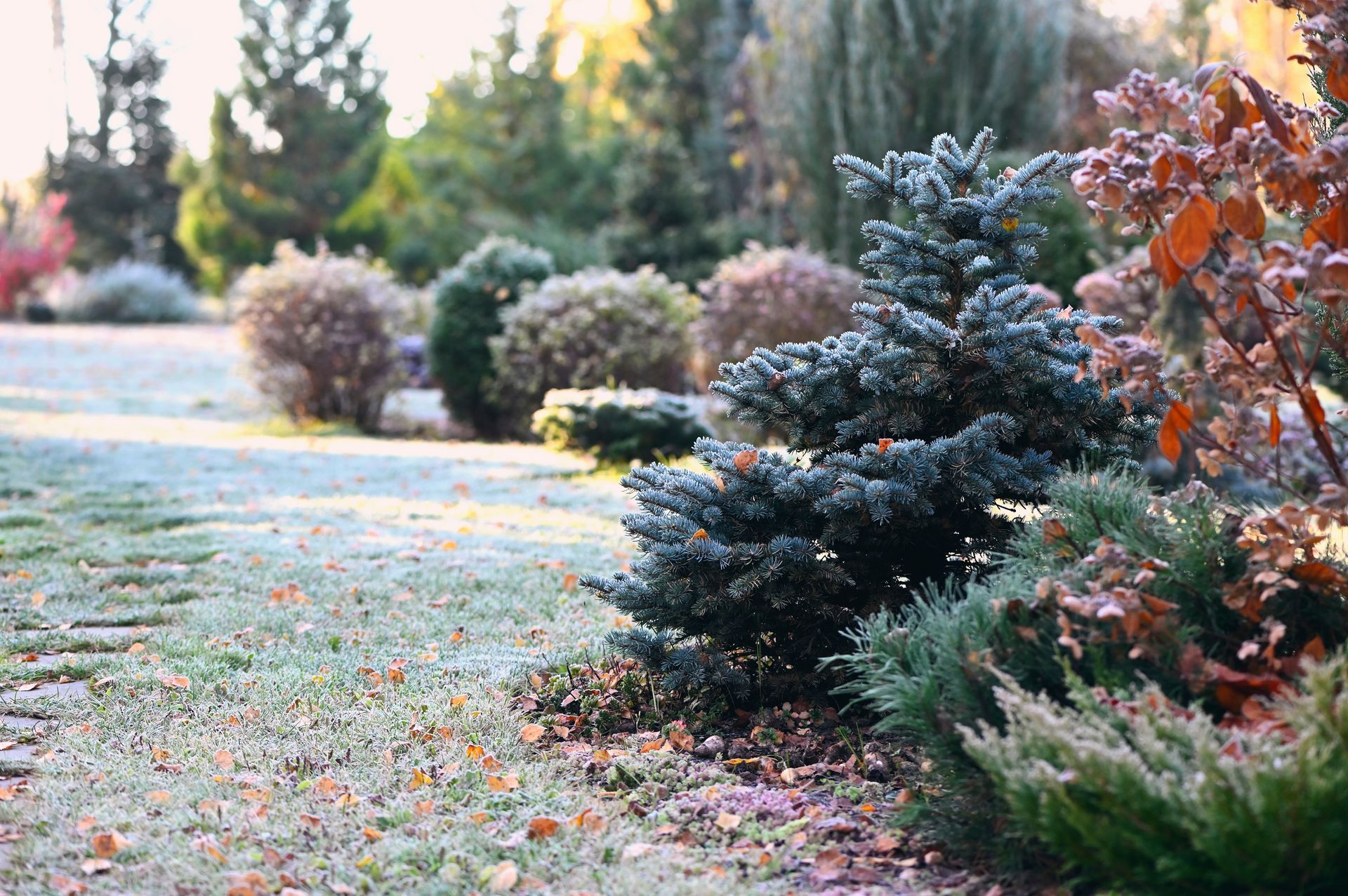 Frosty garden scene with evergreen and shrubbery, covered in frost, on a sunny day.