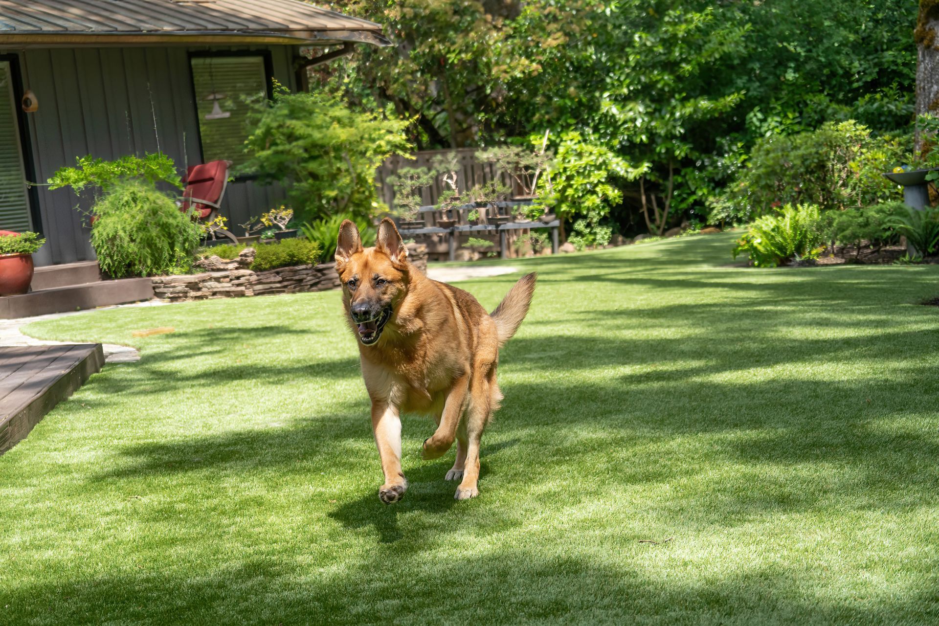 German shepherd running on a green lawn in a sunny backyard garden.
