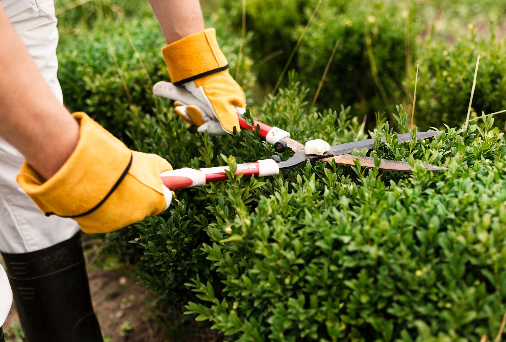 Person trimming a green hedge with yellow-gloved hands using hedge shears outdoors.