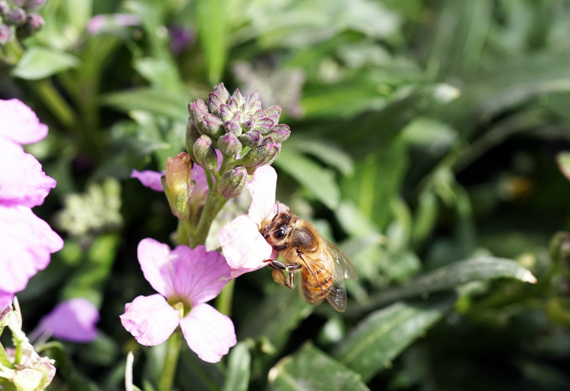 A bee is sitting on a pink flower.