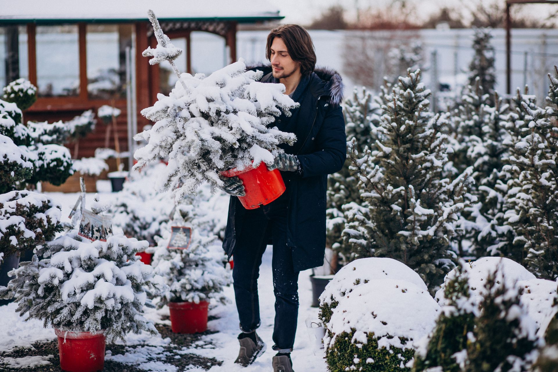 A man is watering a christmas tree in a garden.