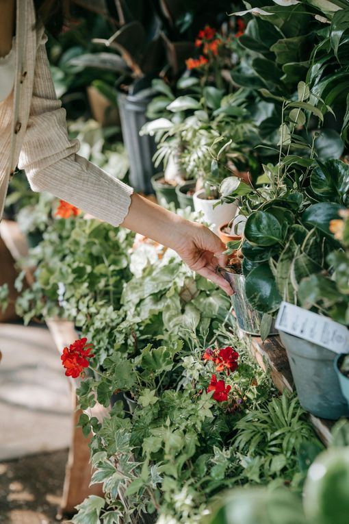A woman is watering flowers in a greenhouse.