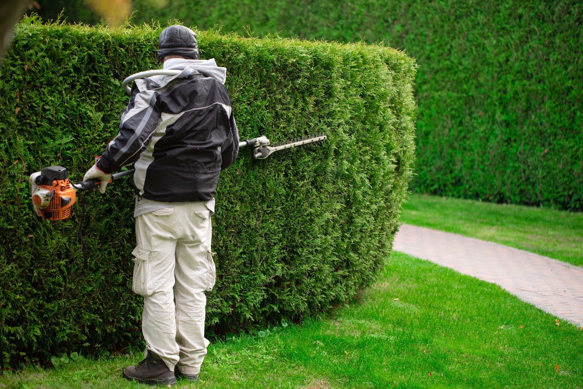 Person trimming a large hedge with a power trimmer in a green yard.