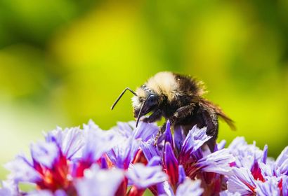 A fuzzy bumblebee foraging on a cluster of vibrant purple and red flowers against a soft, green background.
