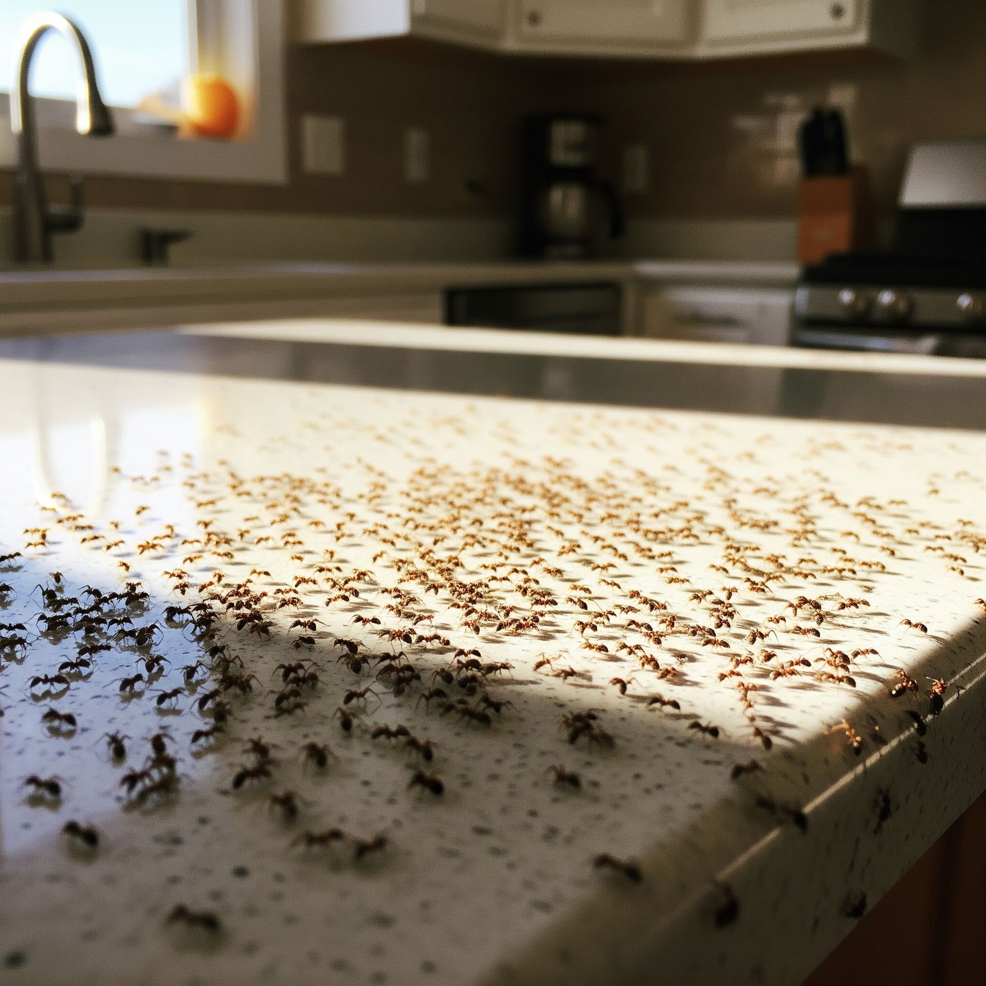 A kitchen counter with a lot of ants on it