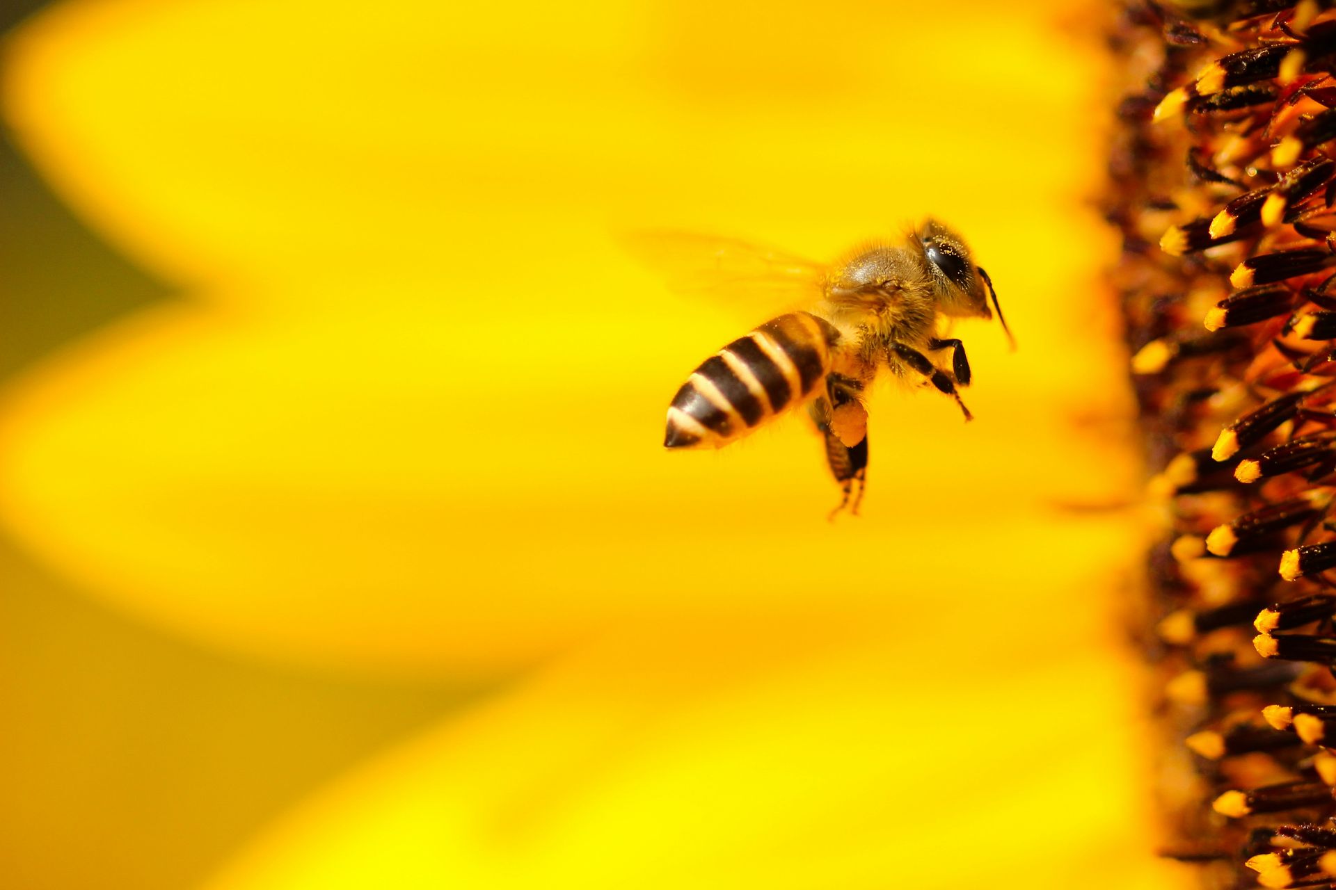 A closeup photo of a bee flying near a yellow flower.
