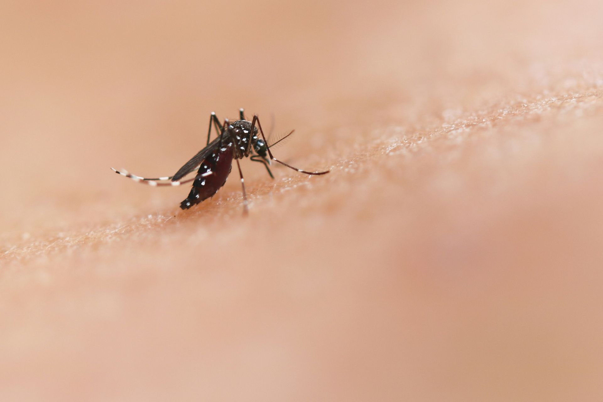 A mosquito landing on human skin.
