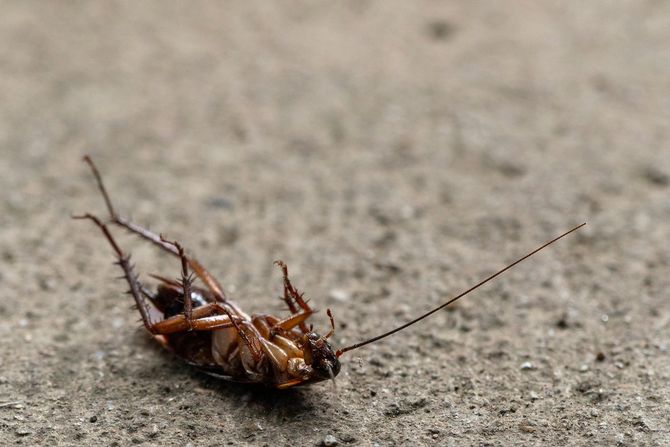 Cockroach extermination by Monmouth  Pest Control