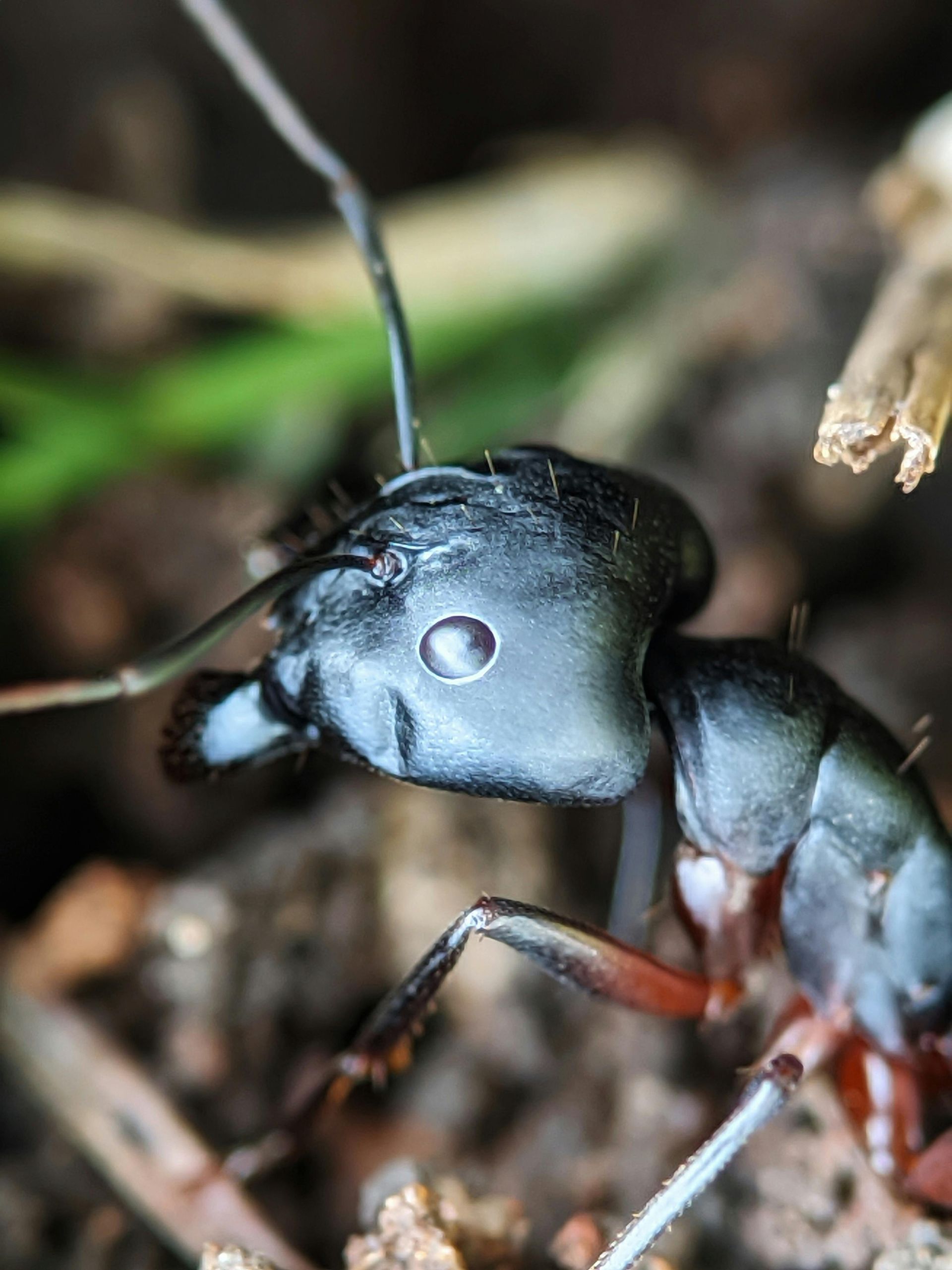 A close up shot of a carpenter ant