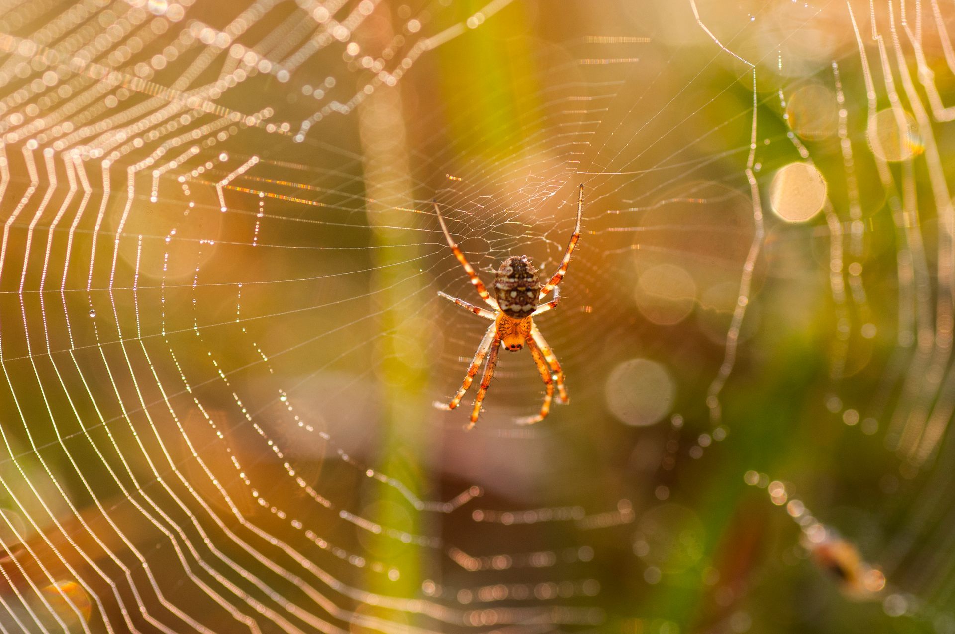 A close up of a spider on a web.