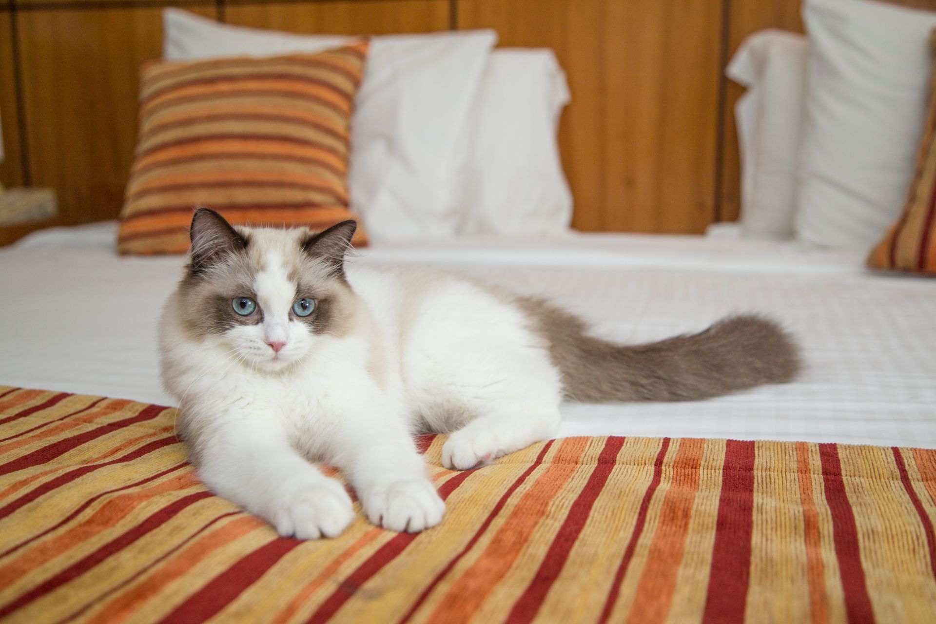 Gato Ragdoll fofinho de olhos azuis deitado em uma cama com roupa de cama e travesseiros listrados.