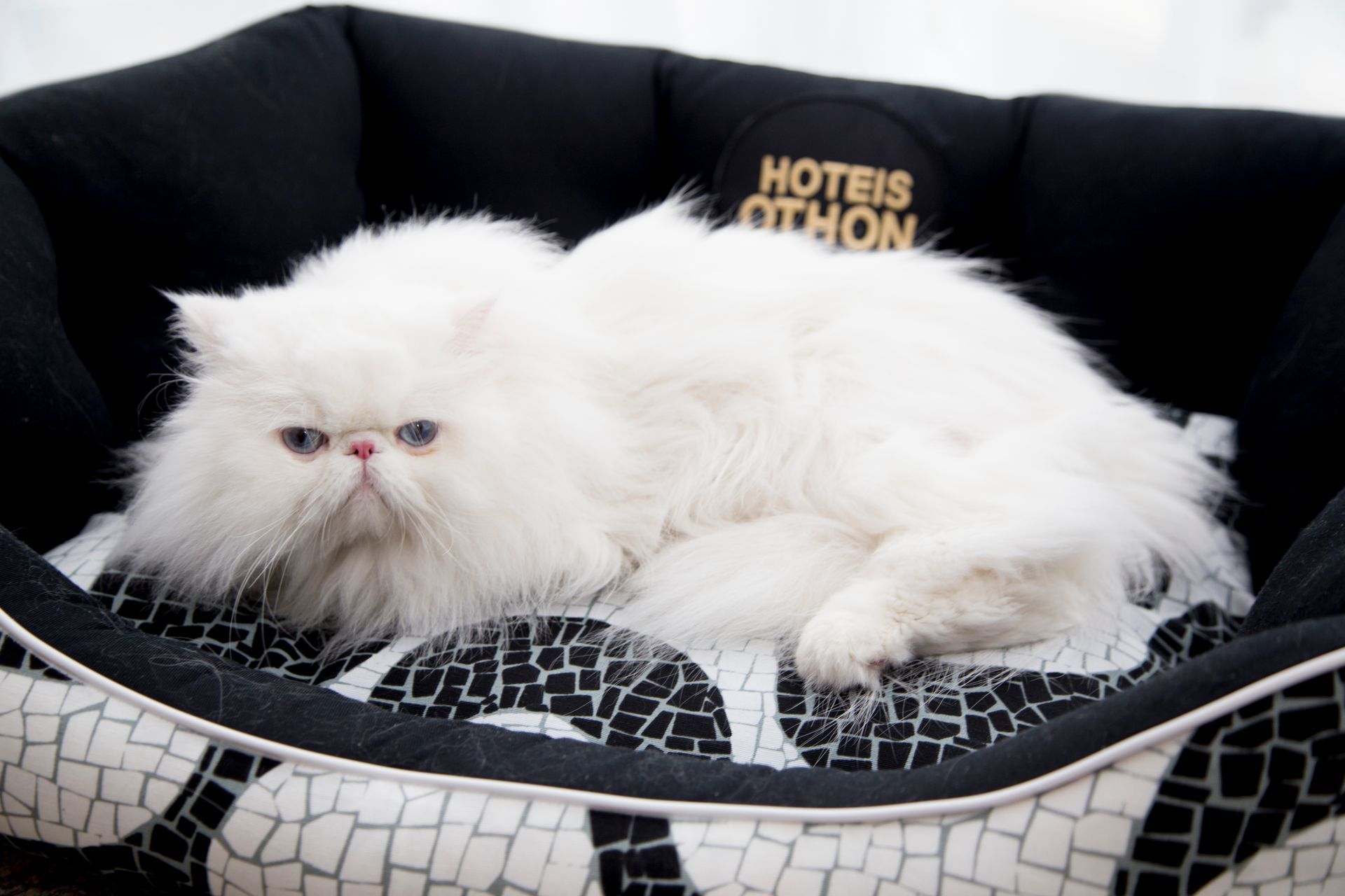 Gato persa branco relaxando em uma caminha para animais de estimação com estampa preta e branca, olhando para o observador.