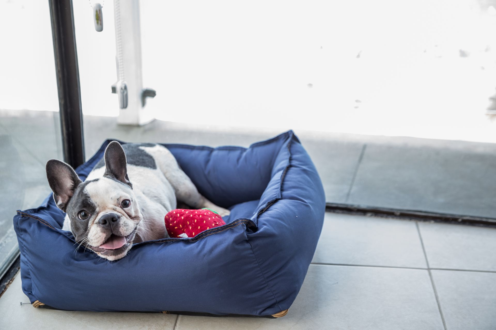 Buldogue francês relaxando em uma caminha azul para cachorro, perto de uma janela, com um brinquedo vermelho em forma de coração.