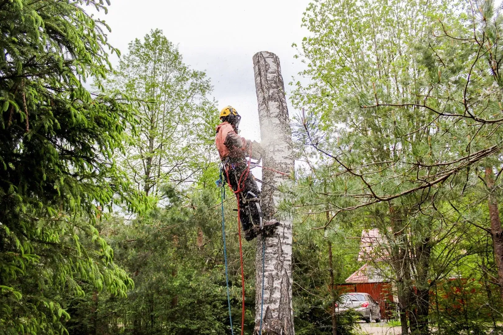 Professional climber removing the top section of a tall tree.