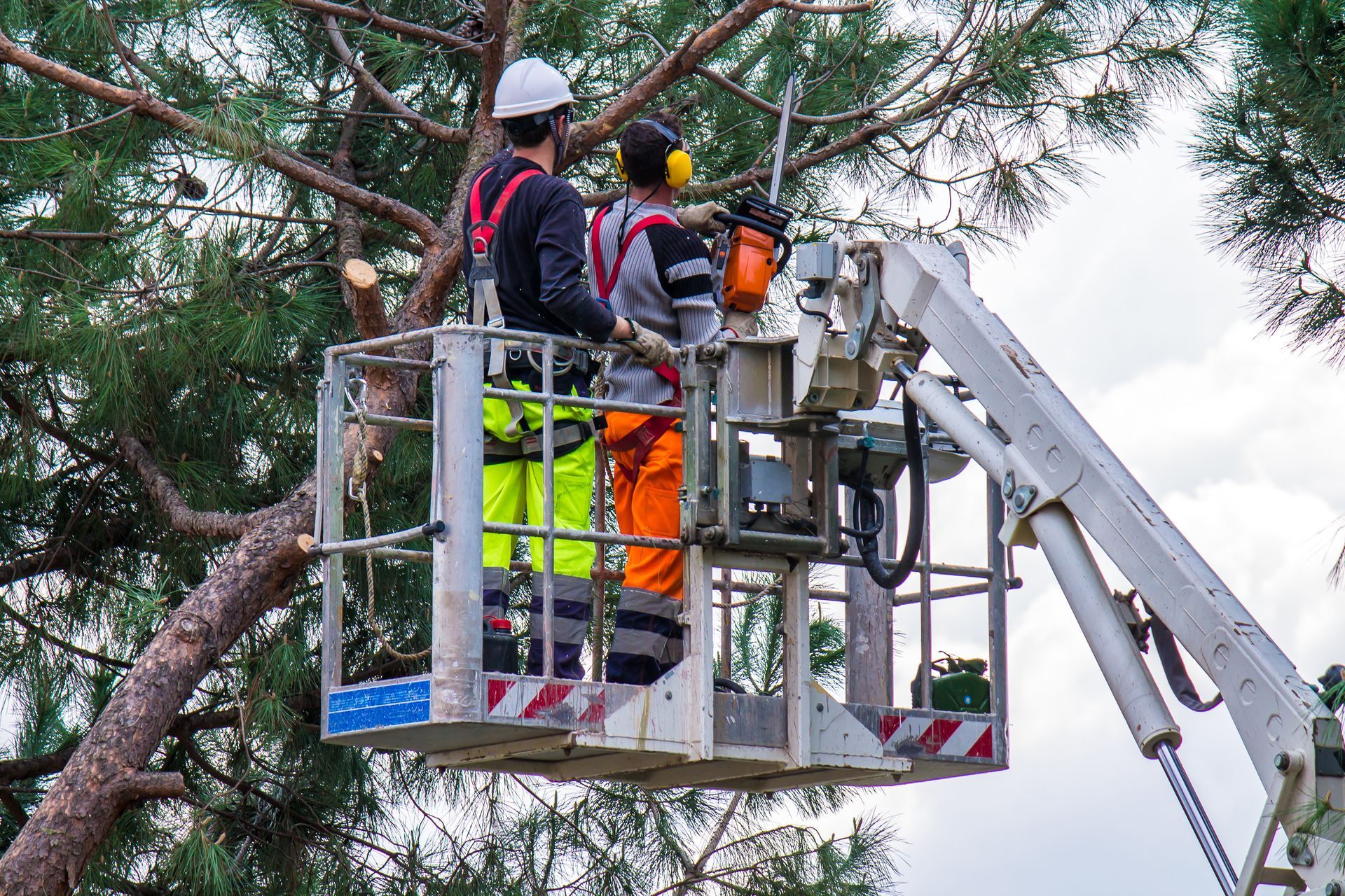 Professionals using a cherry picker for precision tree cutting.
