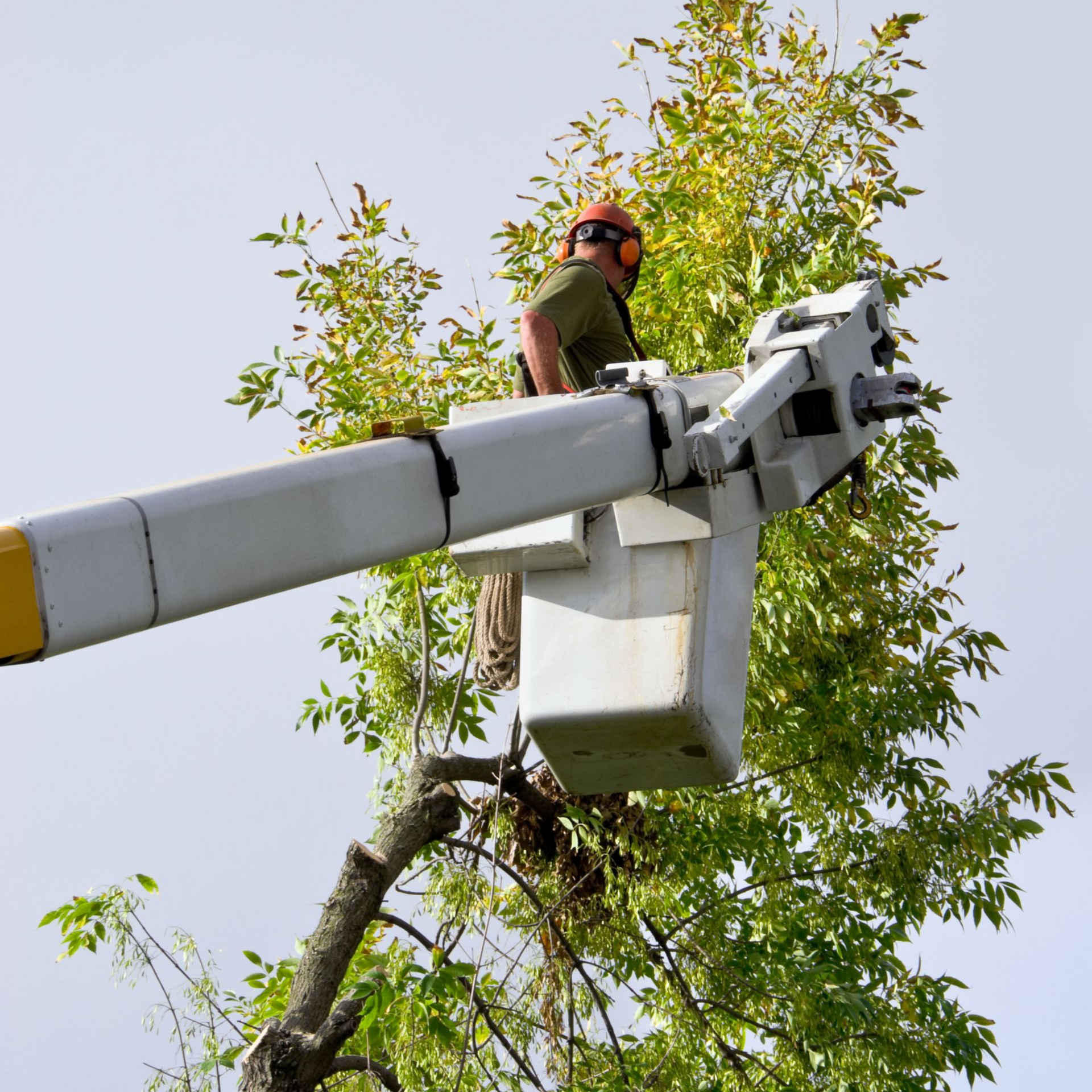 Tree trimmer working from a bucket truck lift.