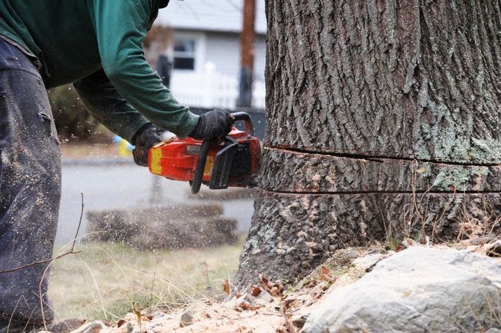 Worker cutting a large tree trunk with a chainsaw, wood chips flying near the base.