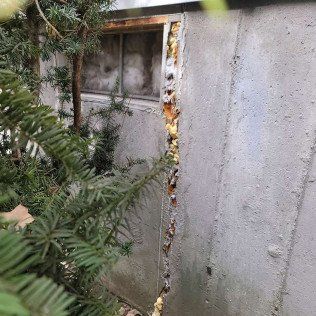 A concrete wall with a deep vertical crack filled with expanding foam, beside evergreen foliage.