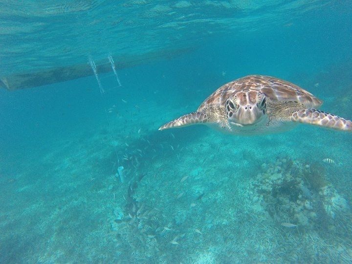 A sea turtle is swimming in the ocean near a coral reef.