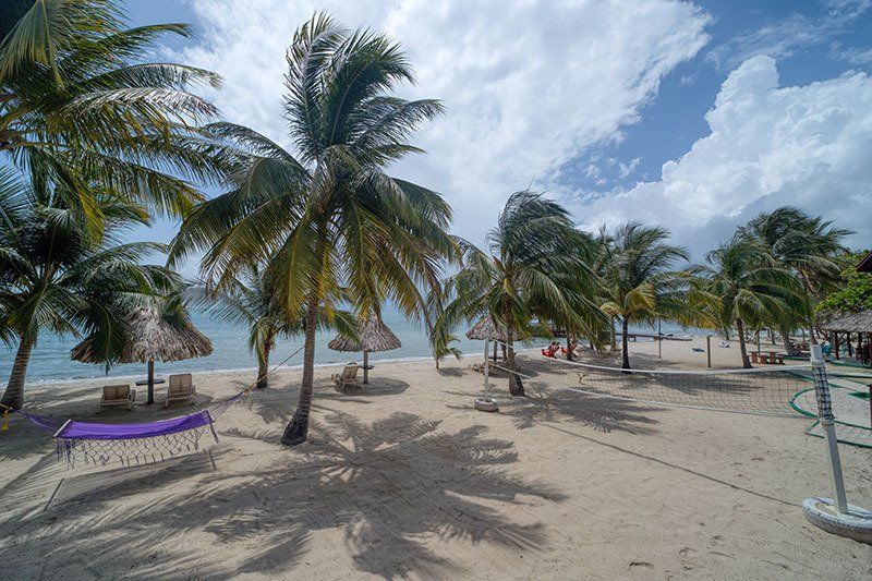 A beach filled with palm trees and chairs on a sunny day.